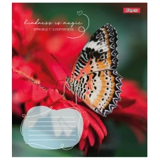 Зошит А5/24 арк кліт 1В Butterfly, 767273