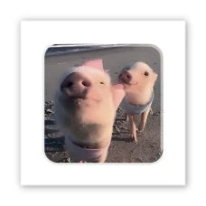Наліпки 3D-стікер "Piggy selfie" SX-271 Tattooshka